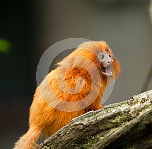 Golden lion tamarin