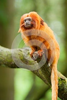 Golden lion tamarin photo