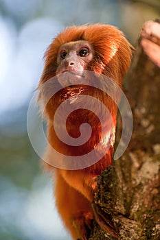 Golden lion tamarin