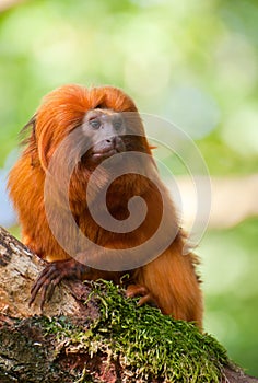 Golden lion tamarin