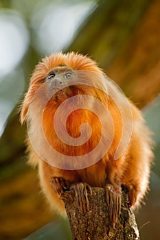 Golden lion tamarin