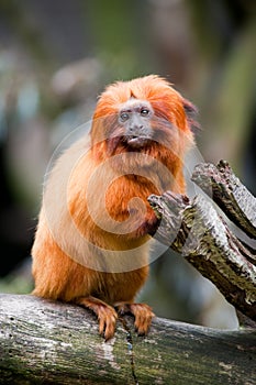 Golden lion tamarin