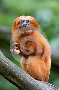 Golden lion tamarin