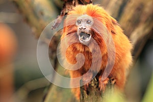 Golden lion tamarin