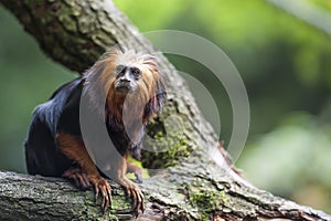 Golden lion Tamarin