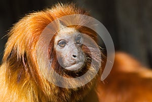 Golden lion tamarin