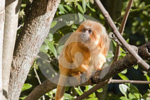 Golden lion tamarin