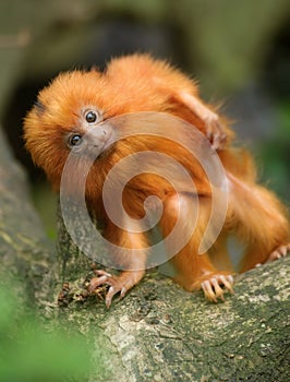 Golden lion tamarin baby photo