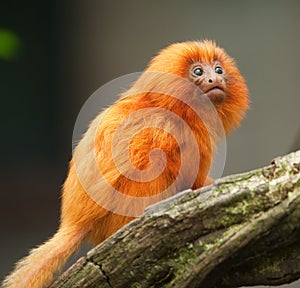 Golden lion tamarin baby