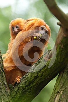 Golden lion tamarin baby