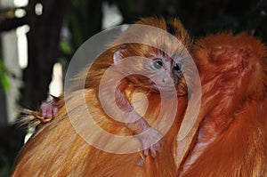 A Golden Lion Tamarin baby on its fathers back.