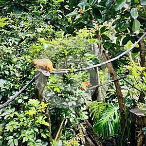 Golden lion tamarin is confined to three small areas of the tropical rain forest in southeastern Brazil.