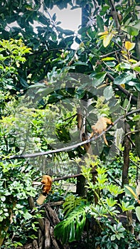 Golden lion tamarin enable tamarins to cling to the sides of tree trunks.