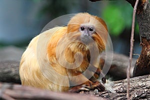 Golden lion tamarin Leontopithecus rosalia