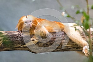 The golden lion tamarin Leontopithecus rosalia.