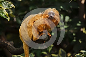 Golden lion tamarin Leontopithecus rosalia photo