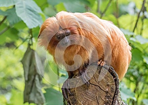 Golden lion tamarin, Leontopithecus rosalia, female