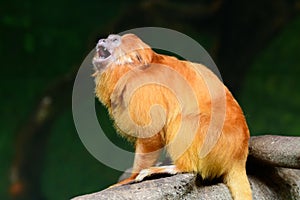 Golden lion tamarin (Leontopithecus rosalia), a species of primate inhabiting rainforests