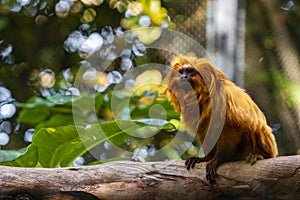 Golden lion tamarin (Leontopithecus rosalia) in a zoo of Tenerife (Spain)