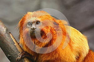 Golden Lion Tamarin monkey