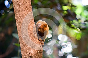 Golden Lion Tamarin Monkey