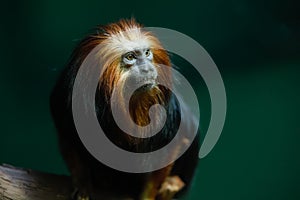 Golden lion tamarin monkey is perched and watching