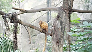 Golden lion tamarin sitting on a branch in the jungle. Leontopithecus rosalia.