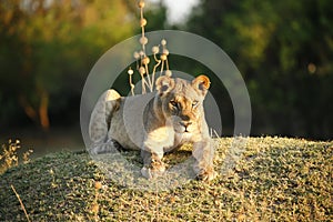 Golden Lioness resting on an old termite mound