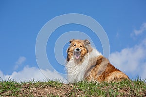 Golden long haired rough collie on a sky background, sitting in a nature