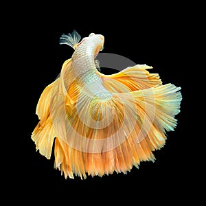 Golden Long Tail Halfmoon Betta or Siamese Fighting Fish Swimming Isolated on Black Background