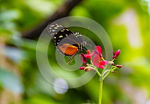 Golden long wing Heliconius Hecale butterfly with wings closed