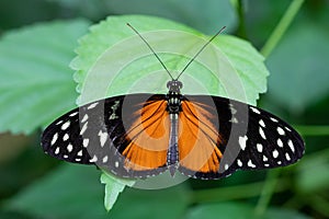 Golden longwing, Heliconius hecale