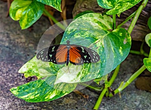 Golden longwing Heliconius hecale butterfly on golden pothos leaf