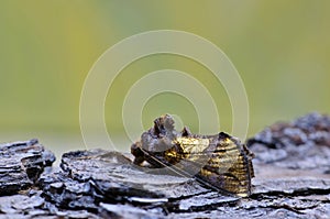 Golden Looper moth resting on tree bark.