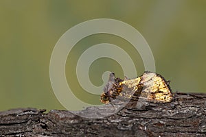 Golden Looper moth side view.