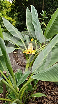 Golden Lotus Banana, Ensete lasiocarpum/ Chinese Dwarf Banana