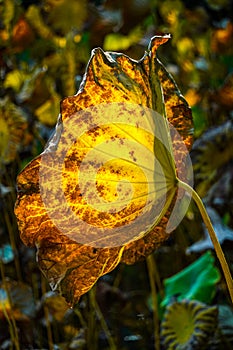 Golden lotus leaves shining in the sun in autumn
