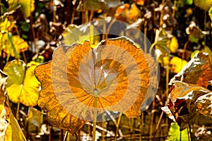Golden lotus leaves shining in the sun in autumn