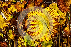 Golden lotus leaves shining in the sun in autumn