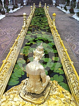 Golden lotus pond