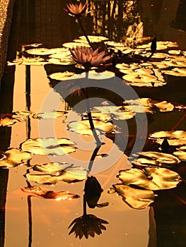 Golden Lotus Pond