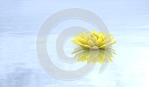 Golden lotus water lily pure background