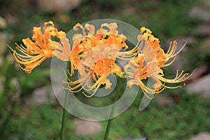 Golden Lycoris flowers photo