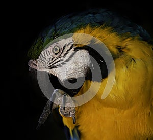 Golden macaw parrot, isolated on a black background.