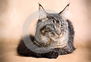 Golden Main Coon Cat