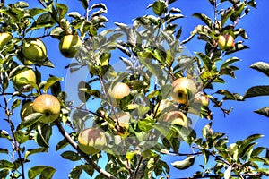 Golden Maine Apples