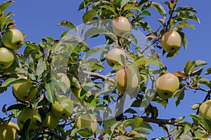 Golden Maine Apples on a Tree