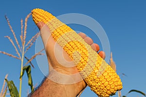 Golden maize in farmers hand