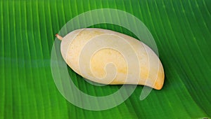 Golden mango fruit on fresh green banana leaf background. Ripe yellow Barracuda mango. Tropical fruit in thailand