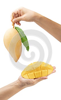 Golden mango isolated on the white background, Woman holding tasty organic yellow delicious Mango on white background, with Clippi